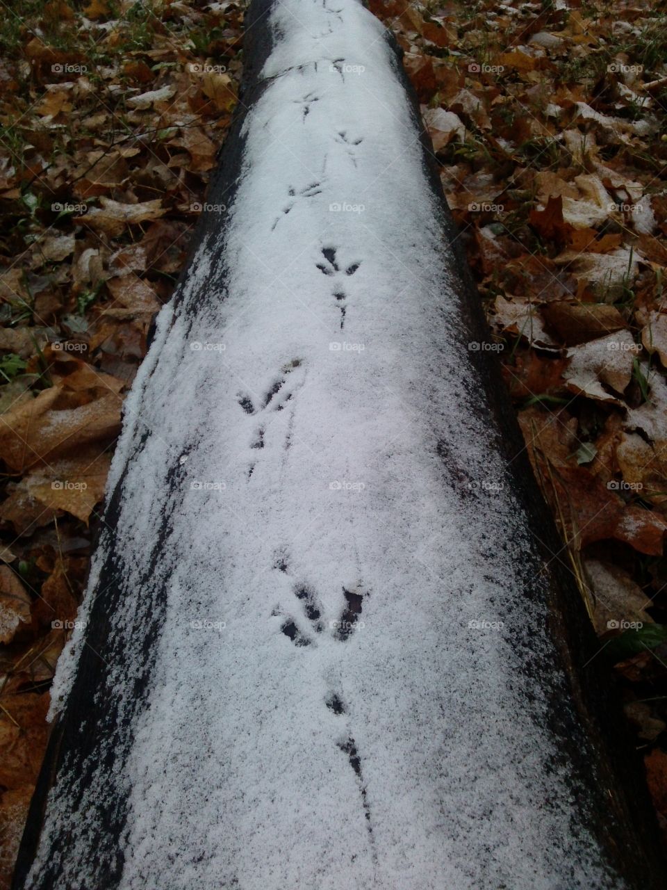 runway for birds