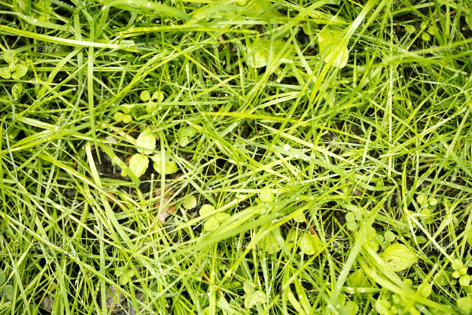 Grass leaves macro look summer mood positive vibes wonderful time hustling daydreaming naturalism green power