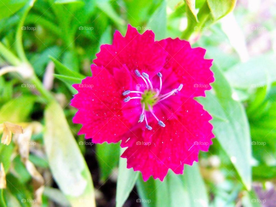 Flower