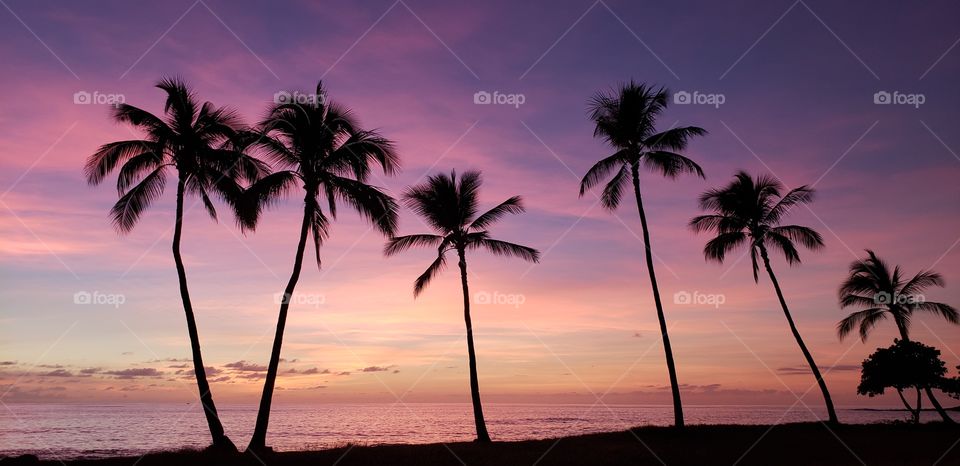 Palms in Pink