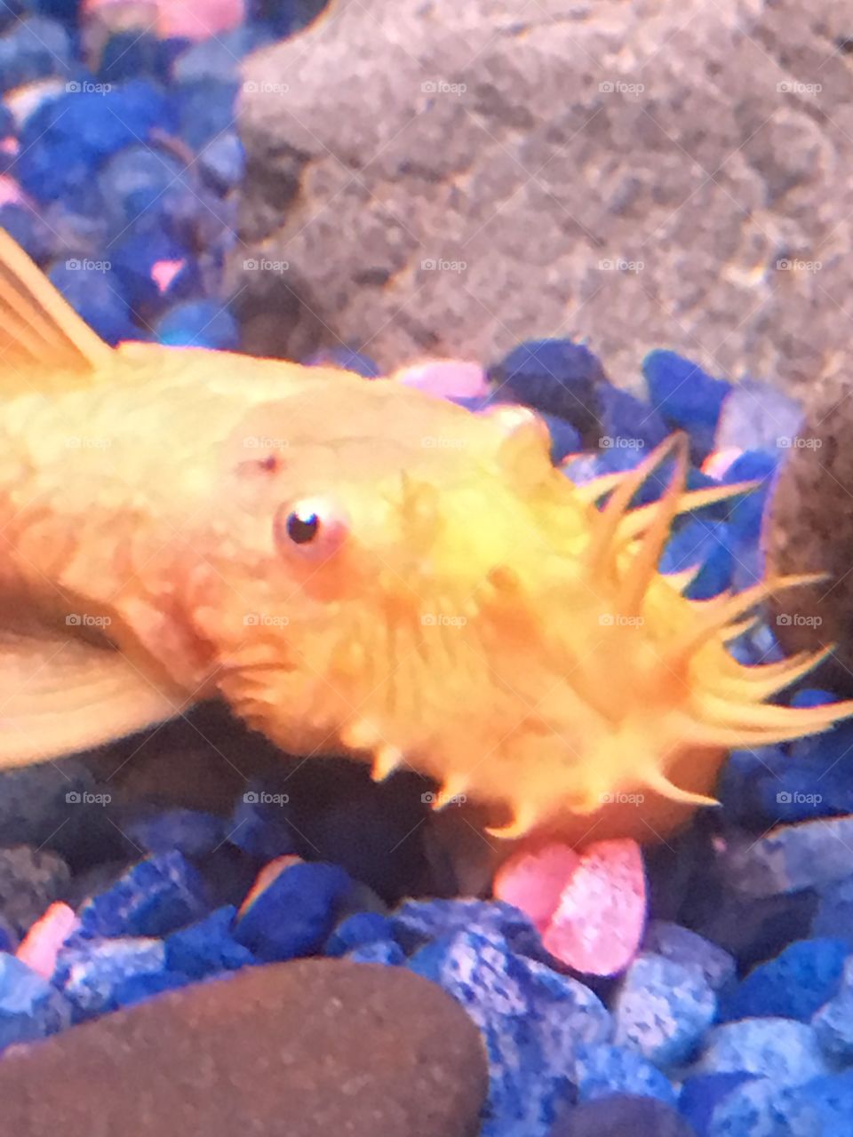 Albino bristlenose pleco