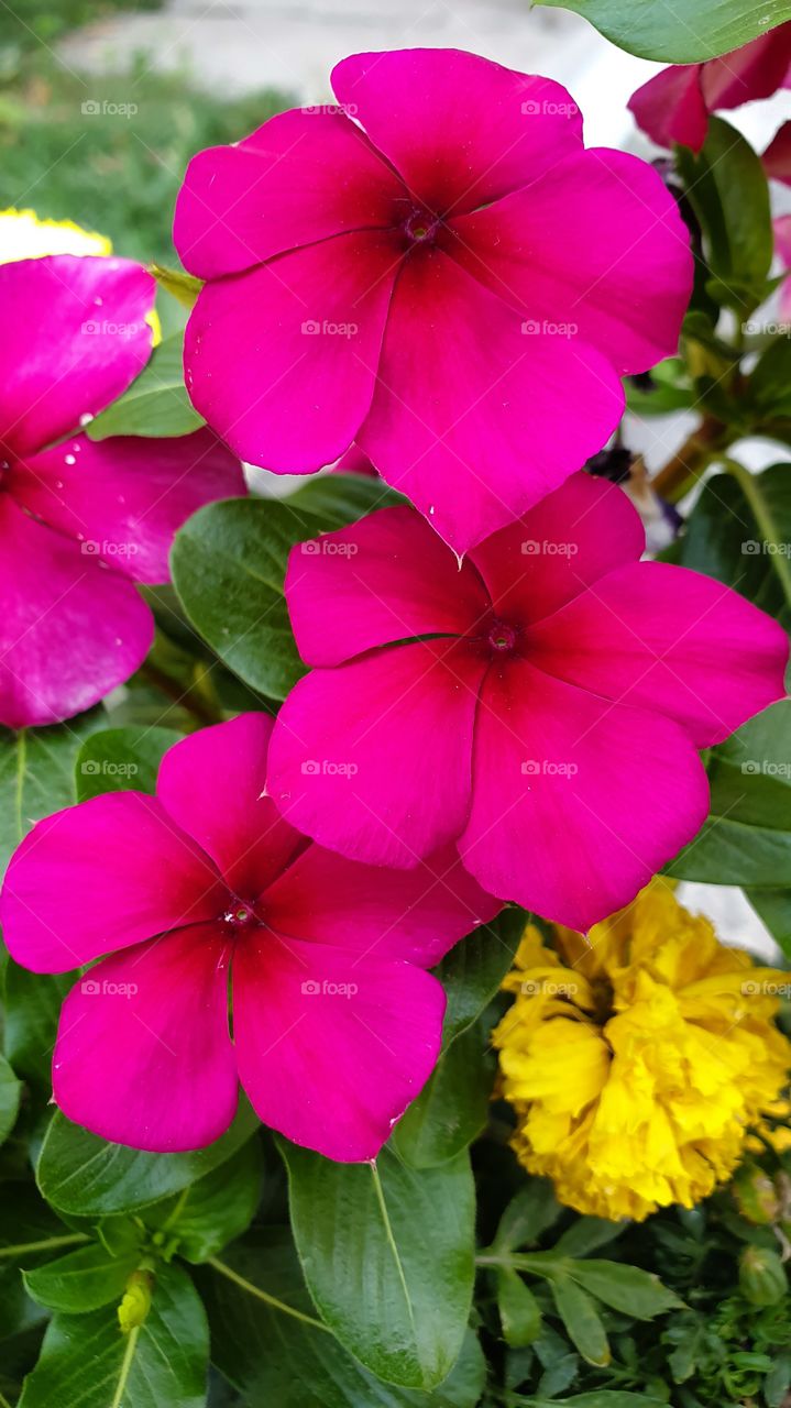 three bright pink flowers