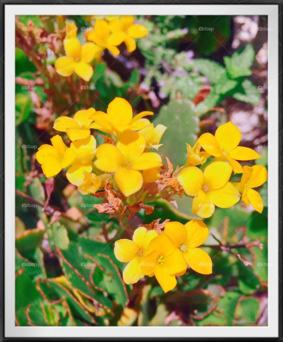 🌺Fim de #cooper!
Suado, cansado e feliz, curtindo a beleza das #flores.
🏁
#corrida
#running
#flowers
#CorujãoDaMadrugada
#alvorada
#flor