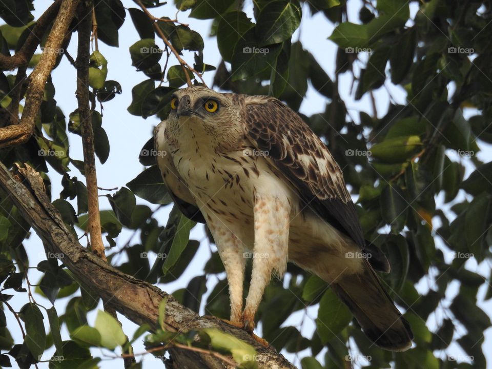 Egle eyes can no be beaten 😀