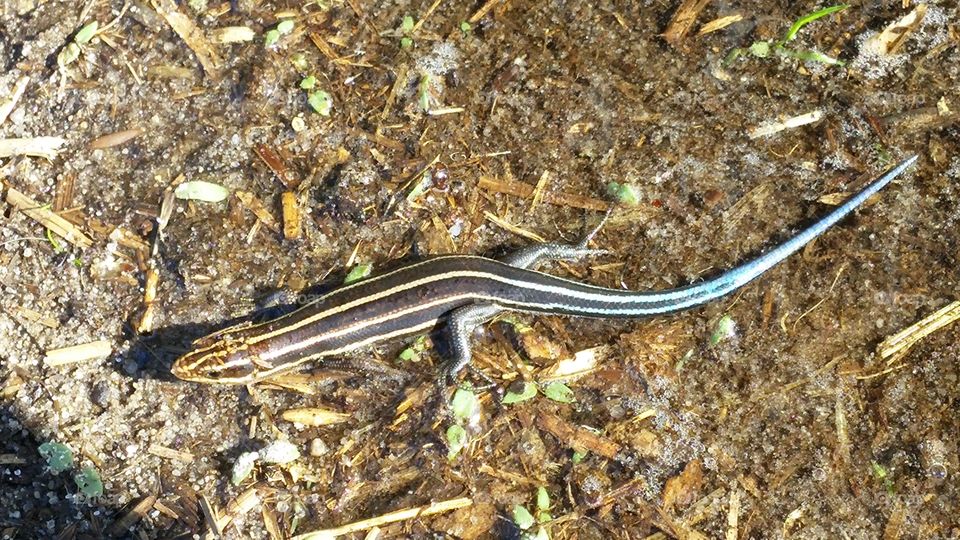 Blue tailed lizard