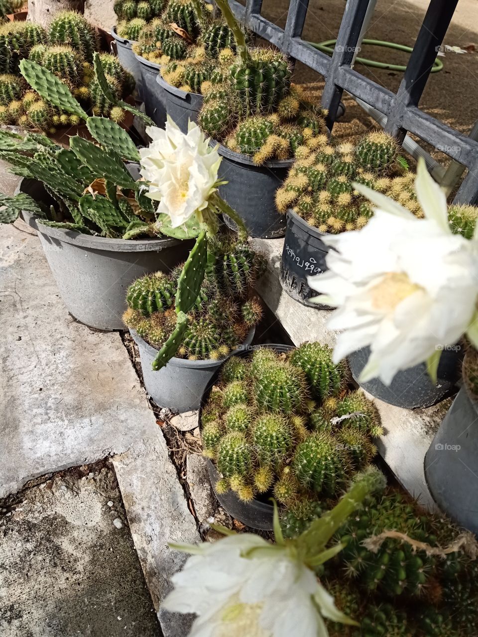 Beautiful Cactus Flower 