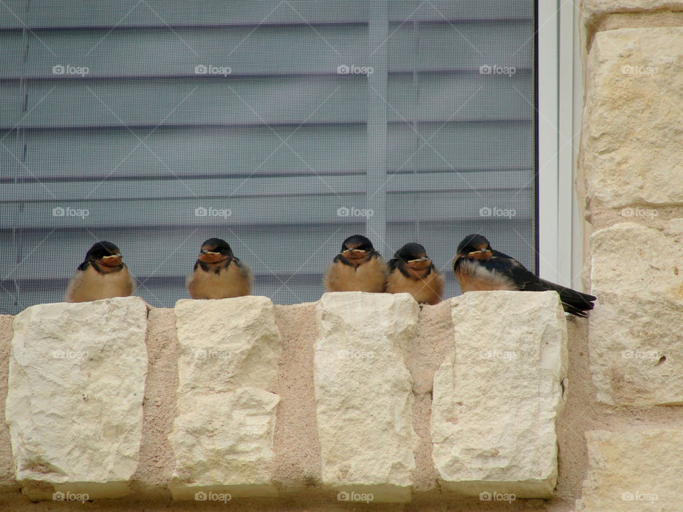 birds house window feathers by carinafox5