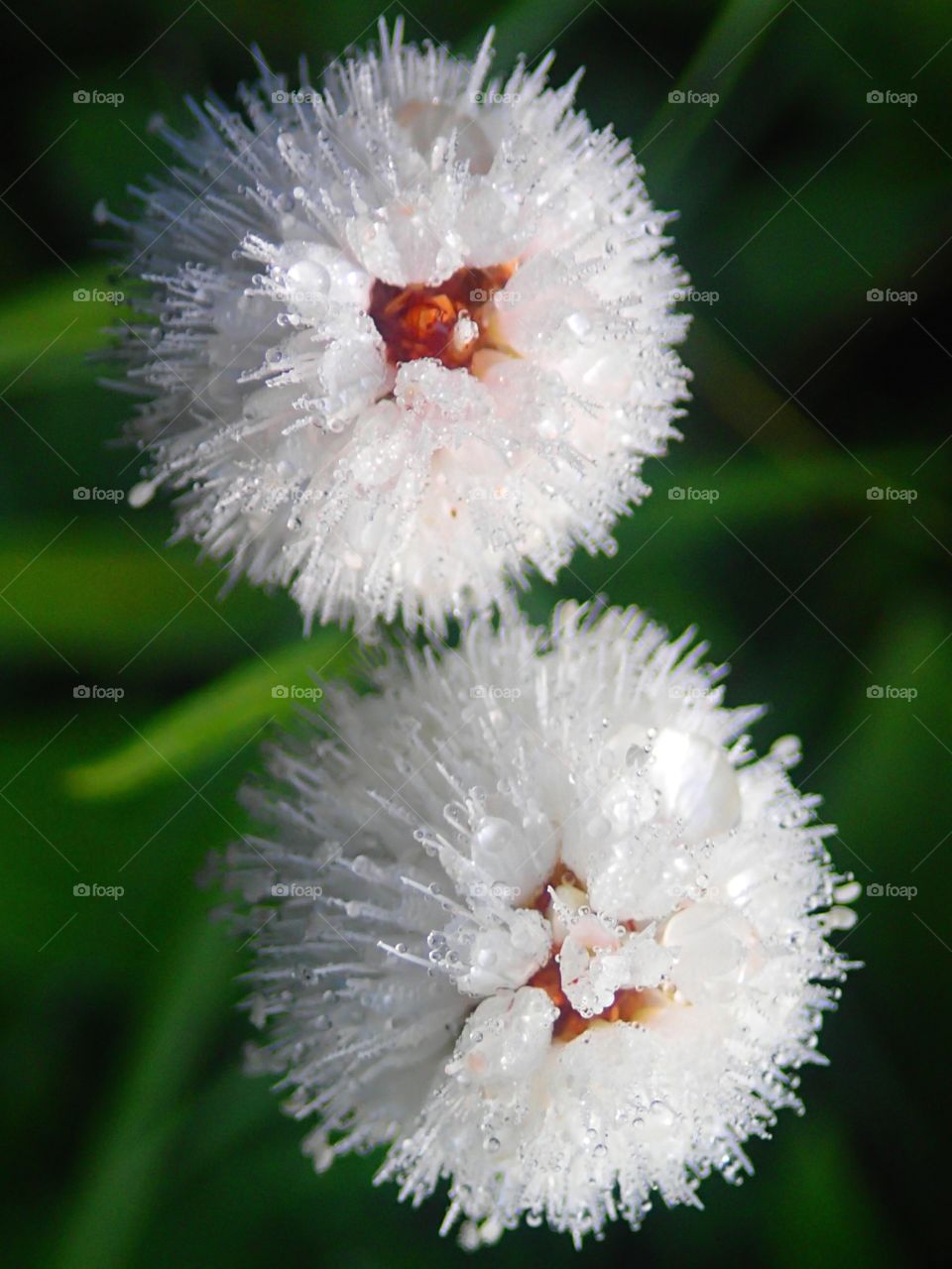 Raindrops and flowers