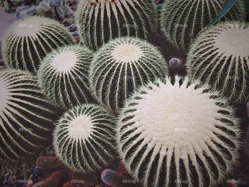 Cactus