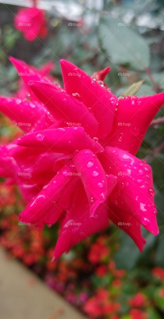 a beautiful pink,  rose with rain drops