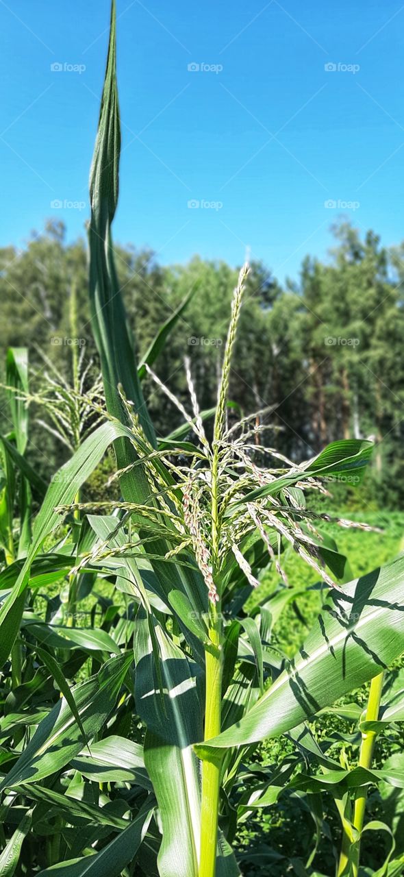 зеленое растение в лесу