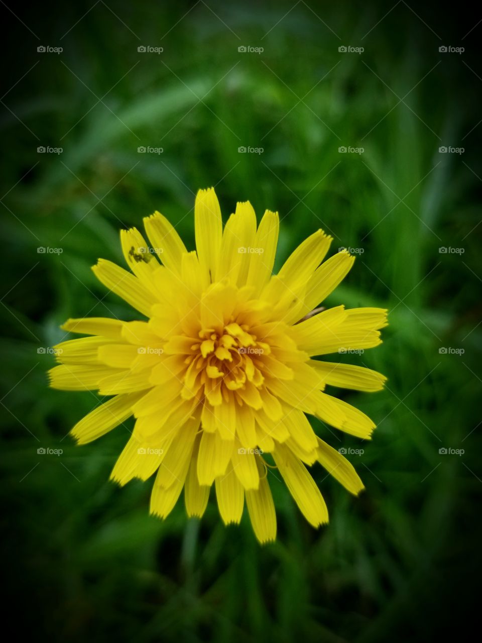 Dandelion