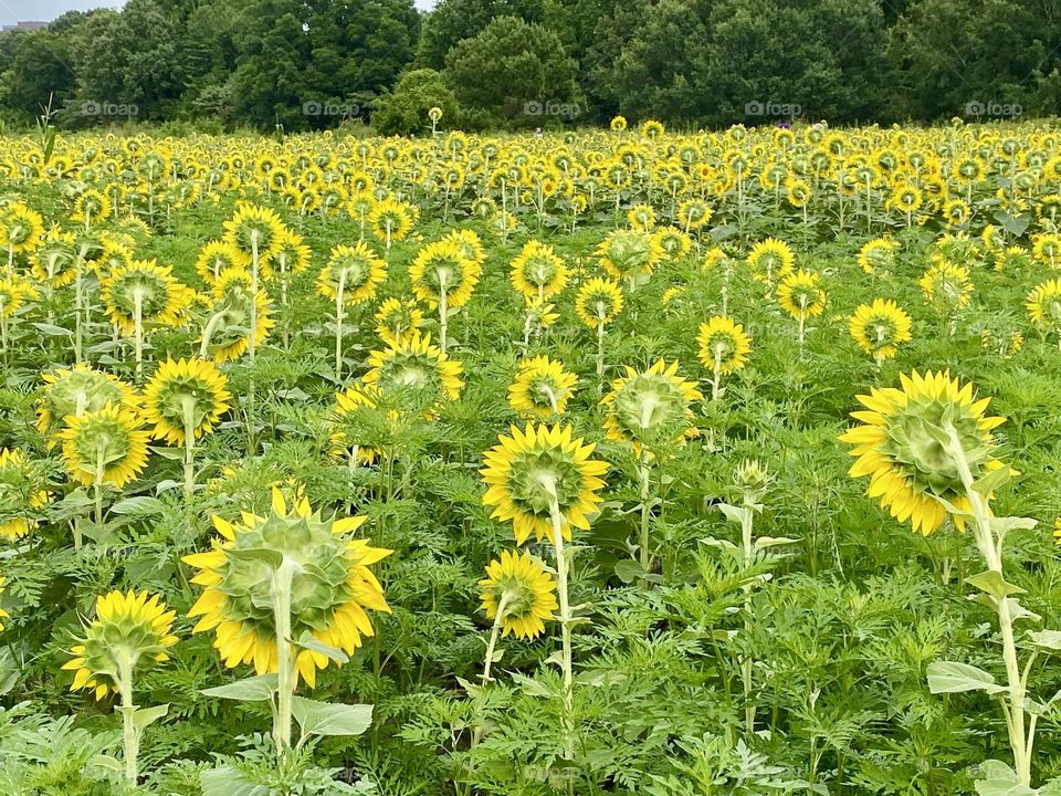 Sunflower field facing away from the camera 