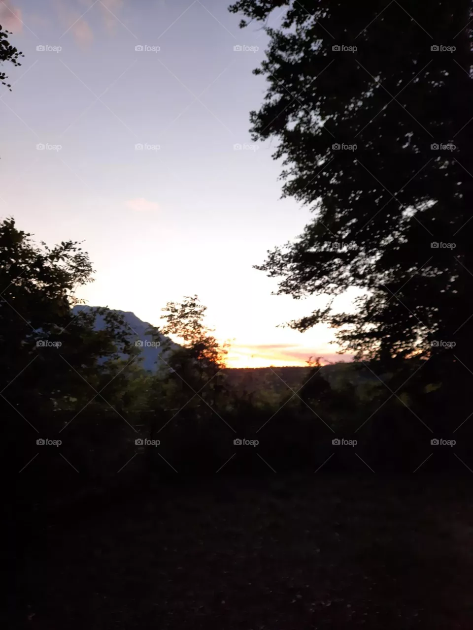 Abenddämmerung Wald 