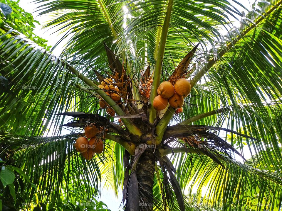Coconut Tree with Fruit