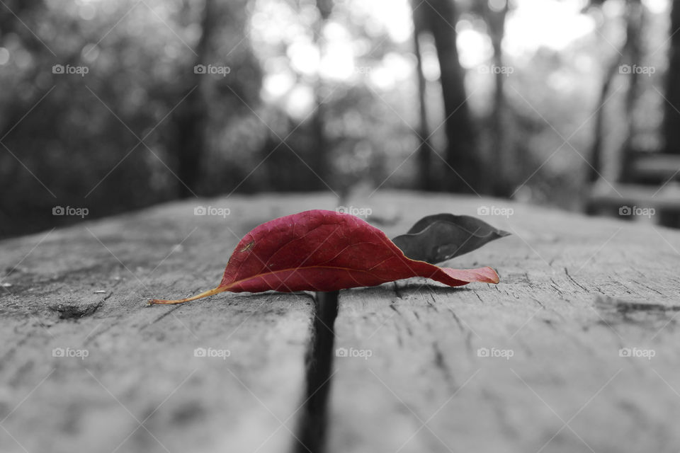 Autumn leaf on table