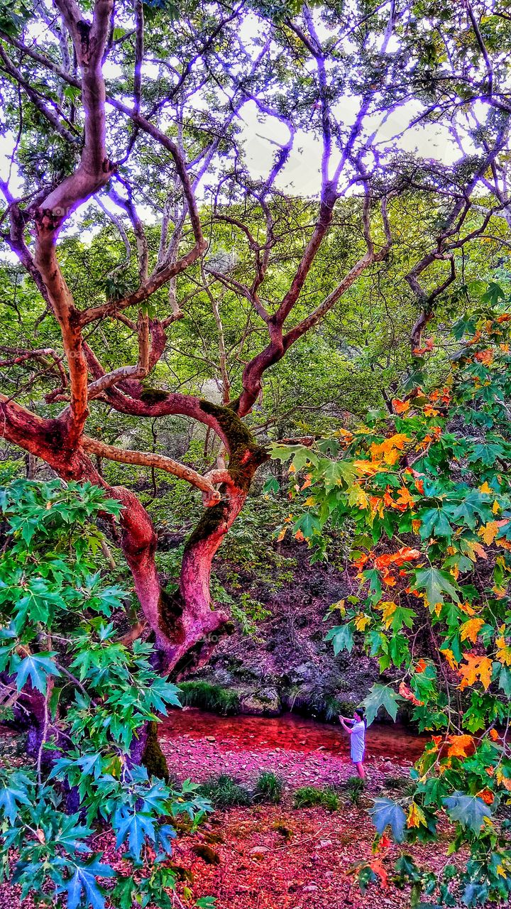 a huge platanus near a creek in a forest