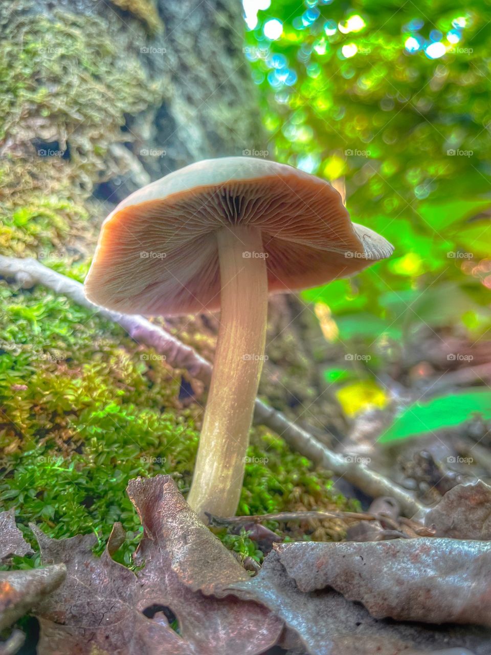 Mushroom