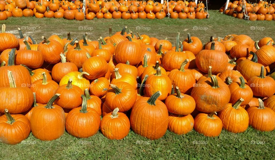 pile o pumpkins