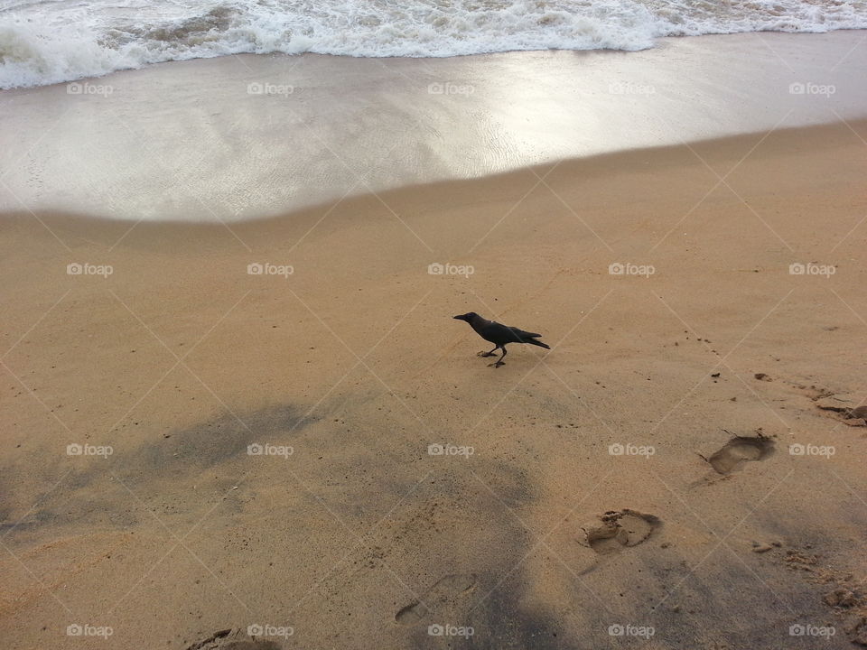 Crow at the beach