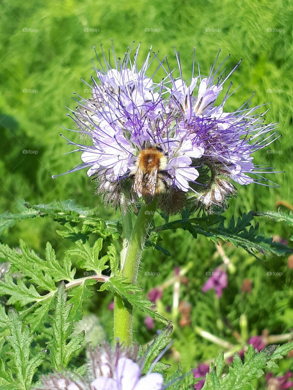 Bee On A Flower