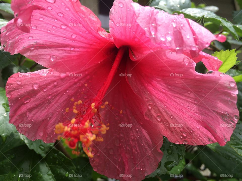 Hibiscus Rain