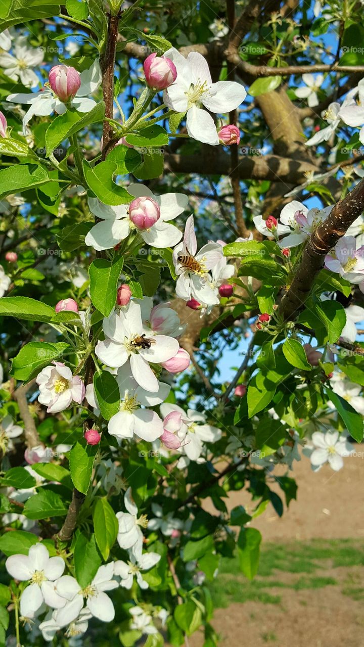 Bee on a flower tree