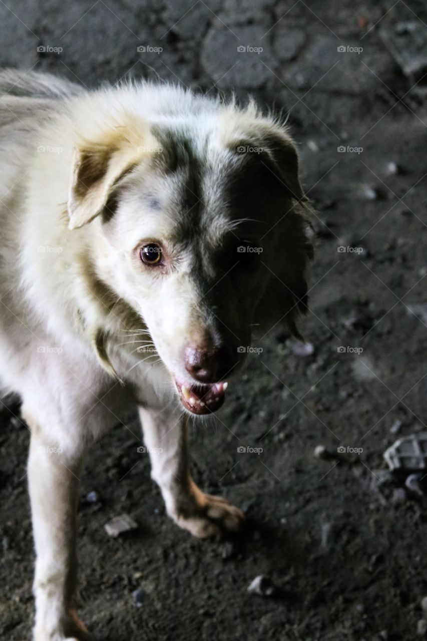 White dog Looking at the camera.