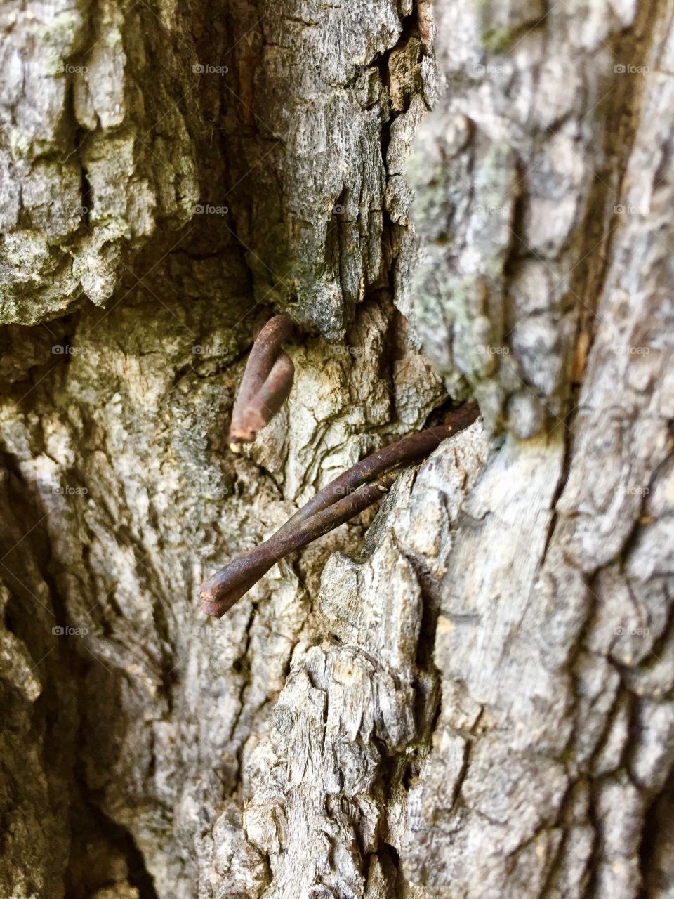 Creative Textures - rusty barbed wire protruding from a tree trunk