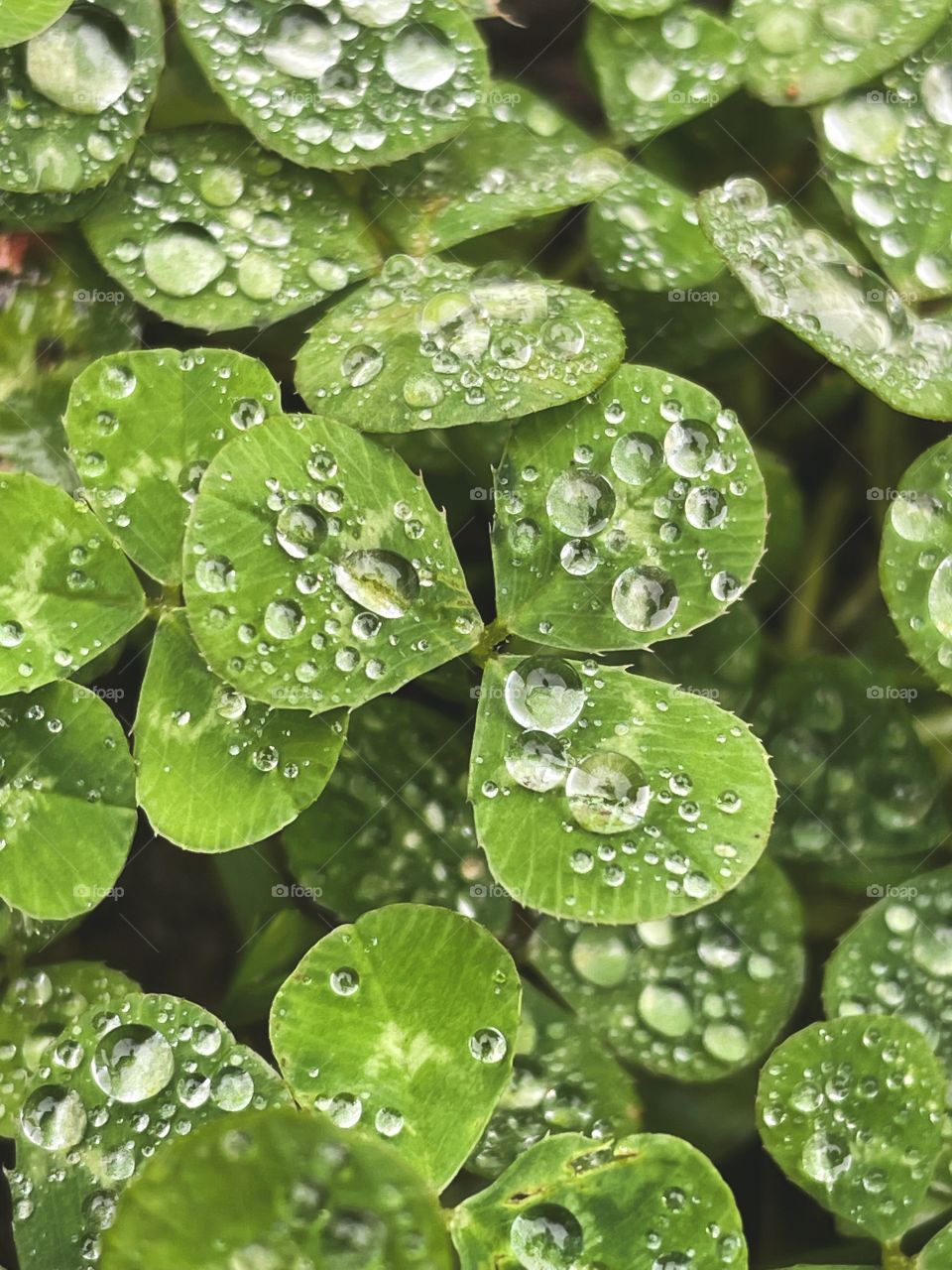 Clover patch covers leaf rainfall green raindrops waterdrops droplets wet water rain drop outside nature outdoors elements dew dewdrops plant plants leafs Grass splashes phone photography