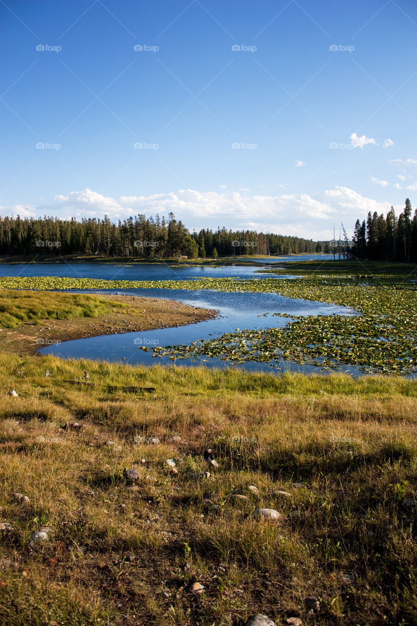 Heron pond