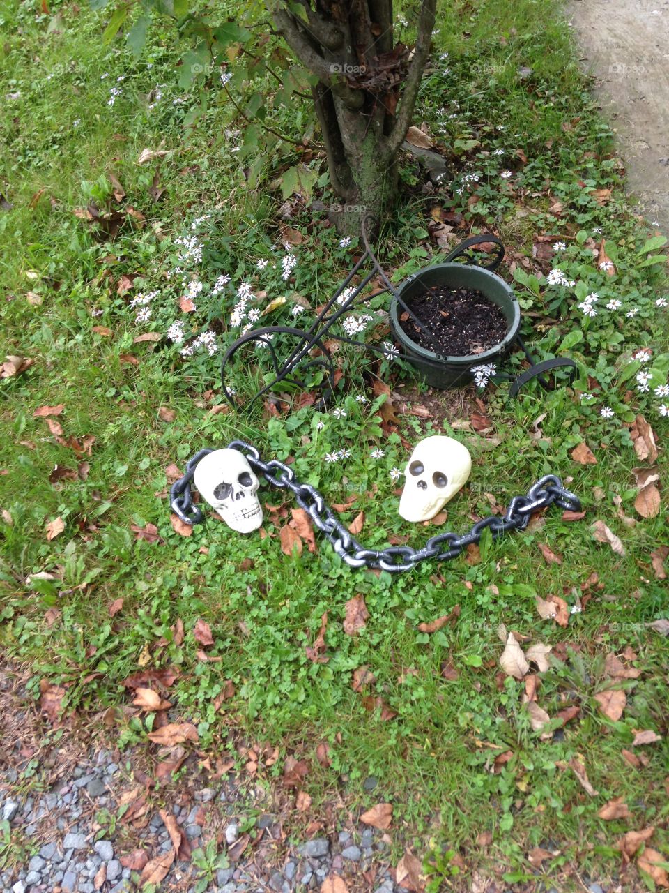 Skulls in the yard 