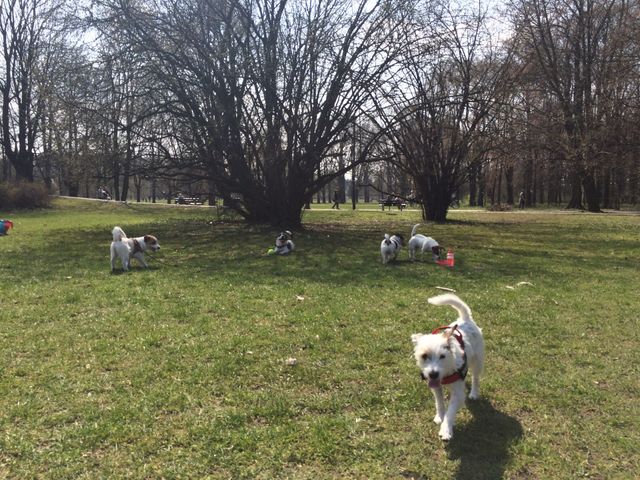 Dogs. Dogs