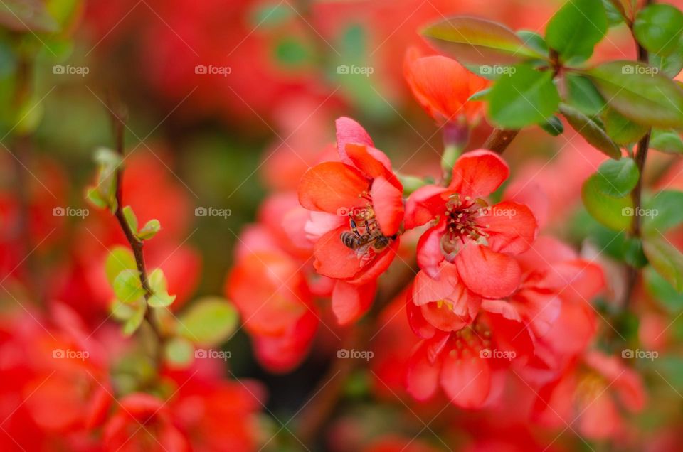 Complementary Colors, Red and Green