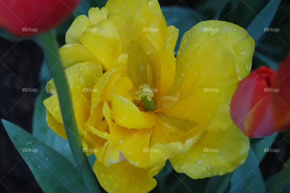 Big yellow tulip outshining the rest