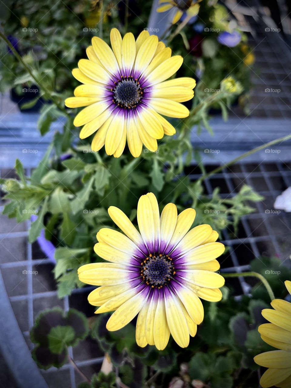 Yellow purple flowers with circle centre 