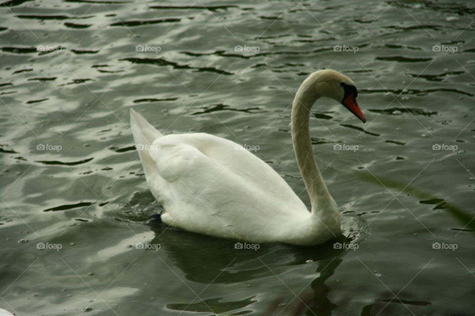 swan in the pond