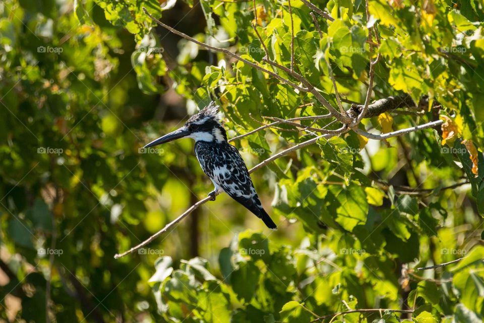 Pied Kingfisher bird