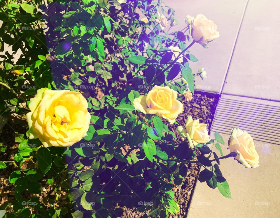 Beautiful yellow roses in early September.