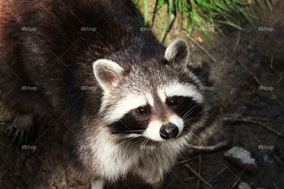 racoon