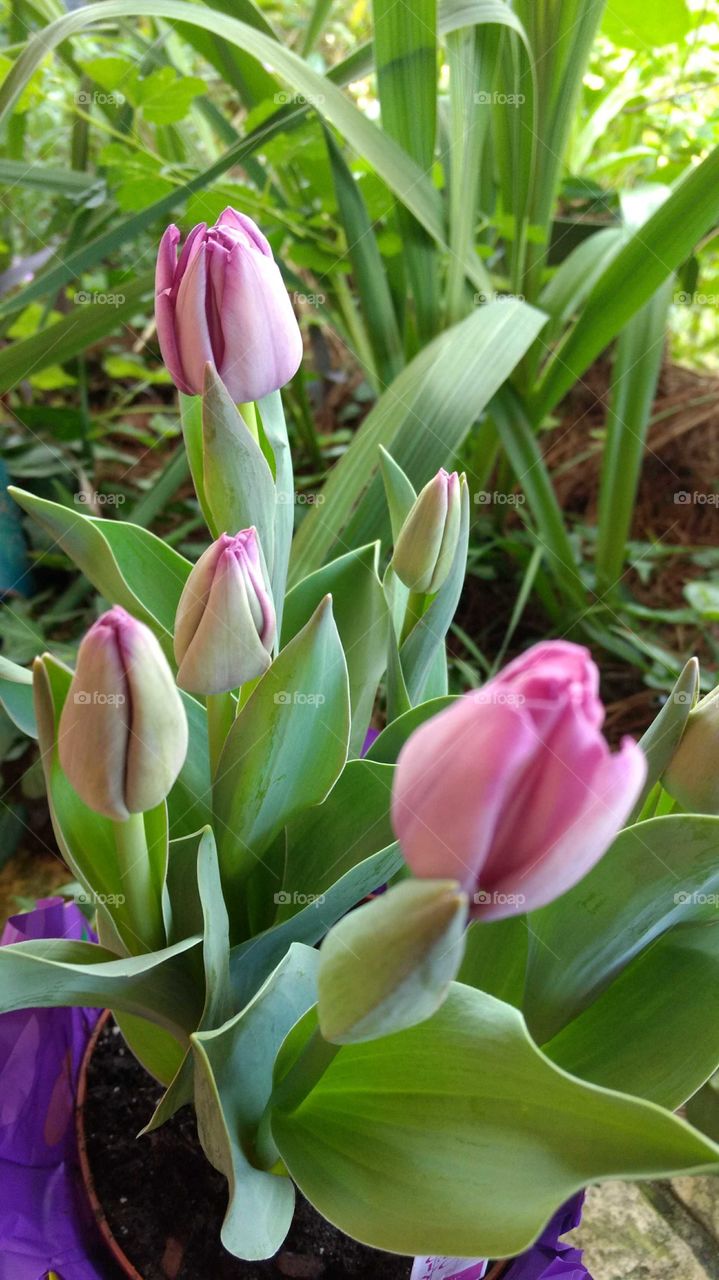 close up of blooming Easter tulips