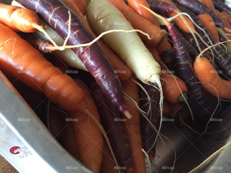 Organic Tri-Colored Carrots