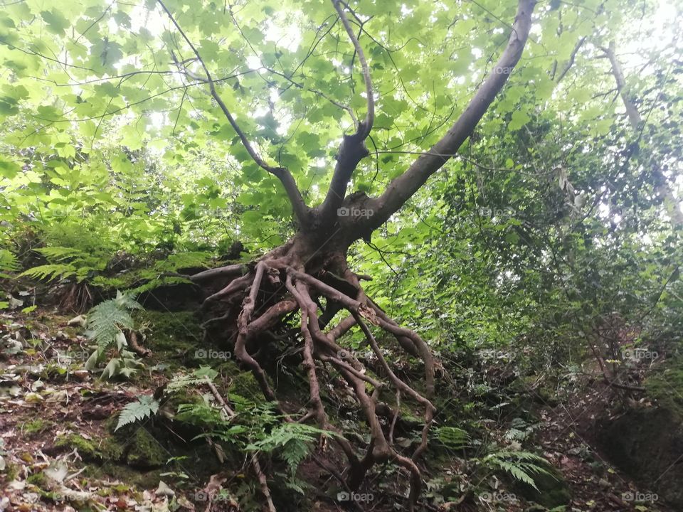 Sunlight through the treetops