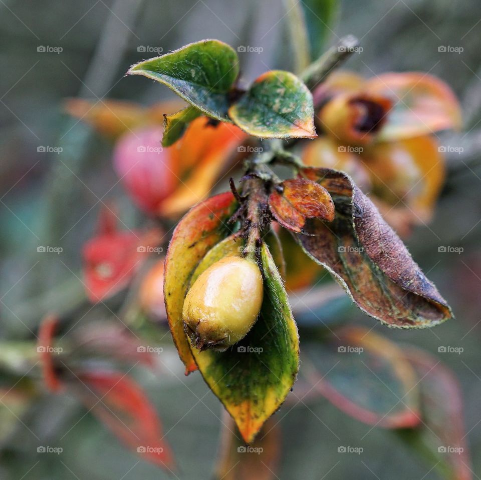 Green leaves changing to Autumnal shades of reds yellows and finally brown ... berries hanging by a thread 