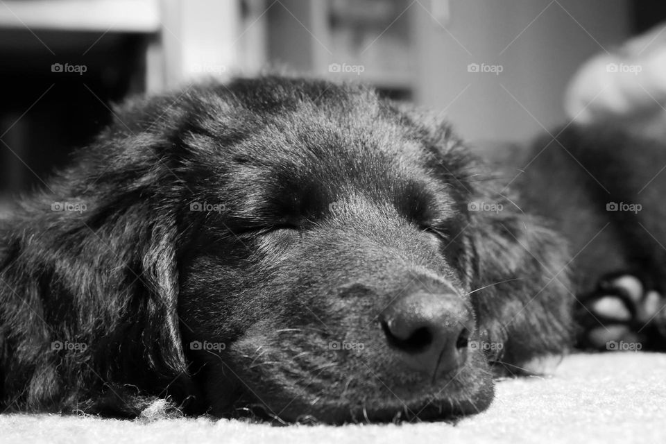 Pup nap