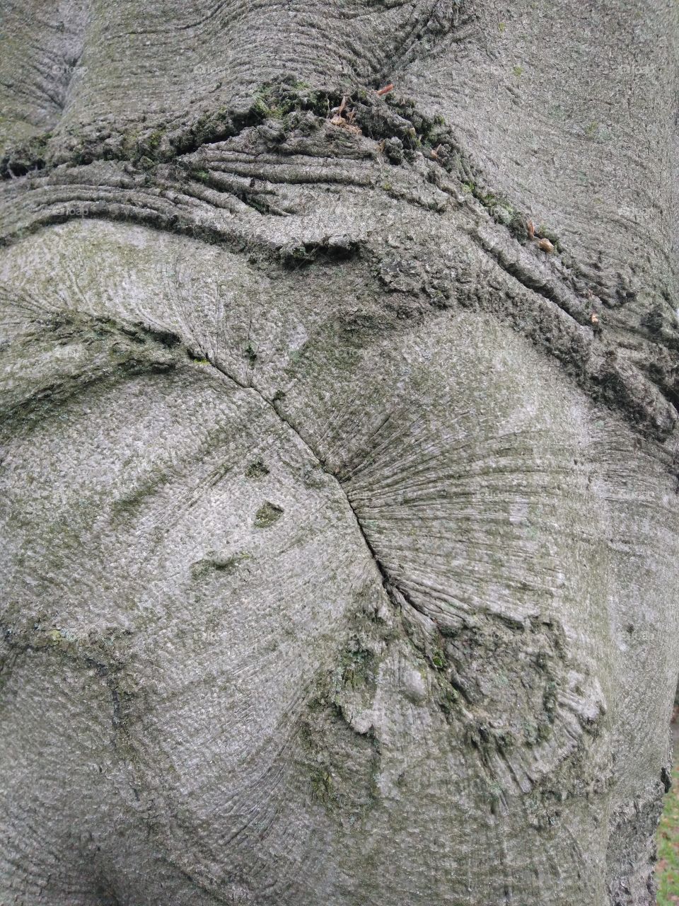 tree trunk in Hyde park London