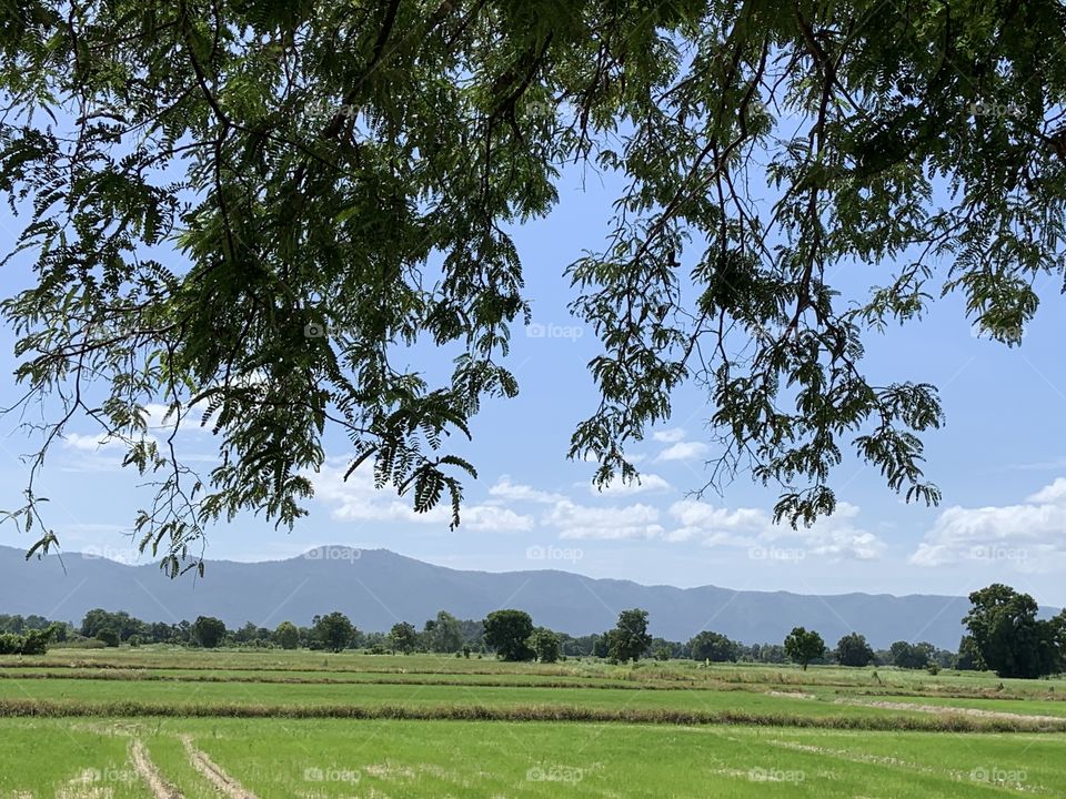 Rice field.