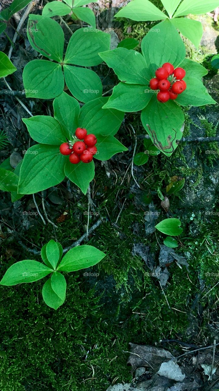 Bunchberry dogwood