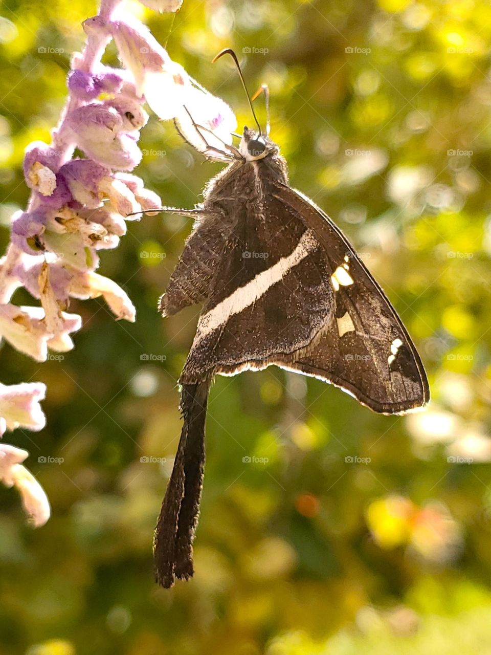 White-striped Longtail butterfly.  
Chioides albofasciatus (Hewitson, 1867)