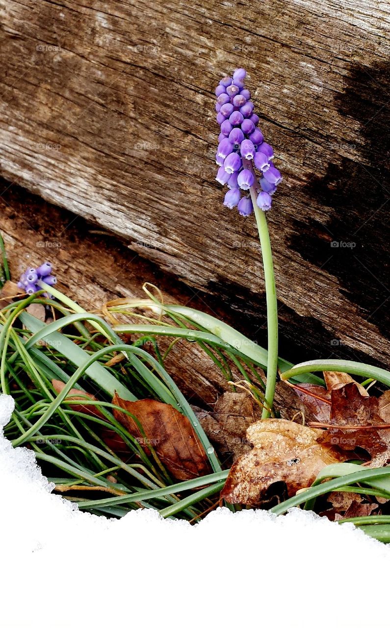 flower in snow